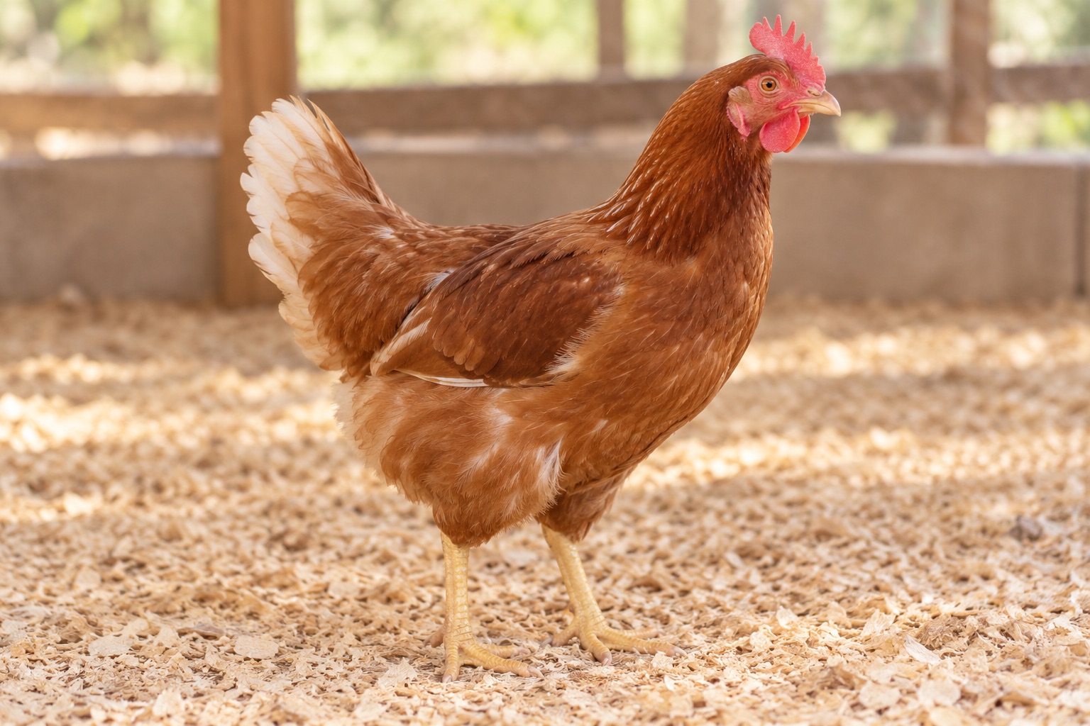 Mature brown laying hen sold live at the end of its laying cycle